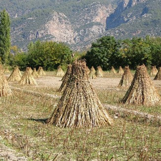 Golden sesame paste 80 g from a Japanese sesame roaster from the Meiji era